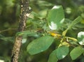 Small Gray-headed Warbler (Leiothlypis ruficapilla) perching on tree branches looking for food