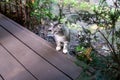 small gray homeless kitten climbs on a wooden floor from the street