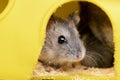 Small gray jungar hamster rat in yellow home cage Royalty Free Stock Photo