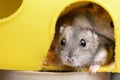 Small gray jungar hamster rat in yellow home cage Royalty Free Stock Photo