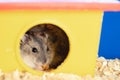 Small gray jungar hamster rat in yellow home cage Royalty Free Stock Photo