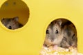 Small gray jungar hamster rats in yellow home cage Royalty Free Stock Photo