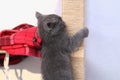 A small gray kitten climbs a homemade scratching post made of rope and rack. Sharpens claws, scratches furniture. Cat