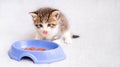 Small gray kitten eats food from large plastic bowl with appetite, gets its muzzle dirty, licks its lips