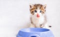 Small gray kitten eats food from large plastic bowl with appetite, gets its muzzle dirty, licks its lips