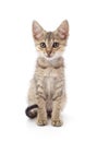 Small gray kitten Royalty Free Stock Photo