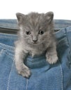 Small gray kitten peeps out of the jeans bag close Royalty Free Stock Photo