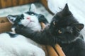 Small gray kitten plays or fights with black and white old cat that lies in a cardboard craft box in the house