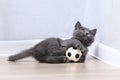 A small gray kitten plays with toy a soccer ball. Cat toys.