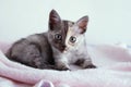 Small gray kitten sits on a pink plaid on a white wall background. A look at the camera