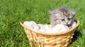 A small gray kitten is sitting in a field on the green grass in a basket Royalty Free Stock Photo