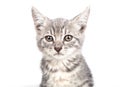 Small gray kitten Royalty Free Stock Photo