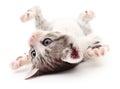 Small gray kitten. Royalty Free Stock Photo