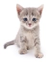 Small gray kitten. Royalty Free Stock Photo