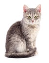 Small gray kitten. Royalty Free Stock Photo