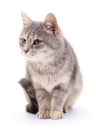 Small gray kitten. Royalty Free Stock Photo