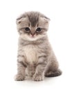 Small gray kitten. Royalty Free Stock Photo