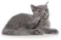 Small gray long haired kitten lie