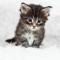 Small gray maine coon kitten on white background Royalty Free Stock Photo