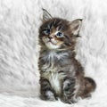 Small gray maine coon kitten on white background fur