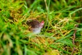 A small gray mole climbed out of the ground, an animal in the grass Royalty Free Stock Photo