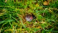 A small gray mole climbed out of the ground, an animal in the grass Royalty Free Stock Photo