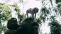 Small gray Monkey climbs down mossy stone statue of monkey