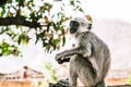 A small gray monkey sits on a stone wall in asia Royalty Free Stock Photo