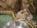 A small gray non-venomous snake with a yellow stripe and brown diamonds drinks water from a metal bowl in a terrarium.