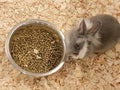 Small gray pet rabbit