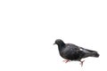 Small gray pigeon isolated on white background