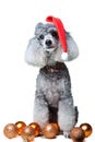 Small gray poodle with christmas decoration Royalty Free Stock Photo