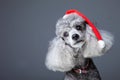 Small gray poodle with red christmas cap Royalty Free Stock Photo