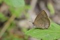 Small gray purple butterfly