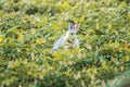 rabbit in the grass Run and play as you please in the grass. Royalty Free Stock Photo