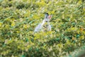 rabbit in the grass Run and play as you please in the grass. Royalty Free Stock Photo