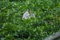 rabbit in the grass Run and play as you please in the grass. Royalty Free Stock Photo