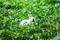 rabbit in the grass Run and play as you please in the grass. Royalty Free Stock Photo