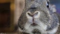 Small gray rabbit twitches nose closeup