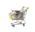 Small gray rat sits in a miniature shopping trolley. Royalty Free Stock Photo