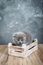 A small gray Scottish Fold kitten sits in a wooden box. The kitten was frightened. Royalty Free Stock Photo