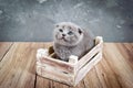 A small gray Scottish Fold kitten sits in a wooden box. Royalty Free Stock Photo