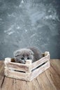 A small gray Scottish Fold kitten sits in a wooden box. The kitten was frightened and hid. Royalty Free Stock Photo