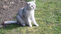 a small gray Scottish kitten sits on a green lawn and licks its fur coat