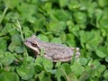 Small, gray Sierran treefrog atop a lush patch of clover leaves in a natural outdoor environment