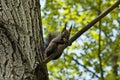 A small gray squirrel is looking for food by going around the trees Royalty Free Stock Photo