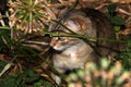 Small gray striped European Shorthair hunting Royalty Free Stock Photo