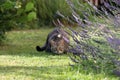 Small gray striped European Shorthair hunting Royalty Free Stock Photo