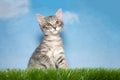 Small Gray tabby kitten in grass Royalty Free Stock Photo