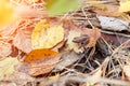 Small gray tree frog sits on leaves and grass with autumn yellow forest during leaf fall. wildlife and nature Royalty Free Stock Photo